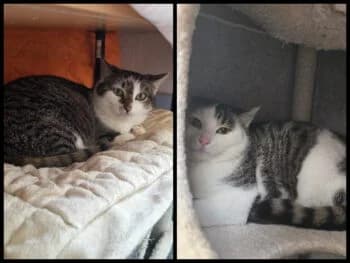 Bärle und Tom, Mixed Breed for adoption at Kreistierschutzverein Heidenheim, Heidenheim an der Brenz
