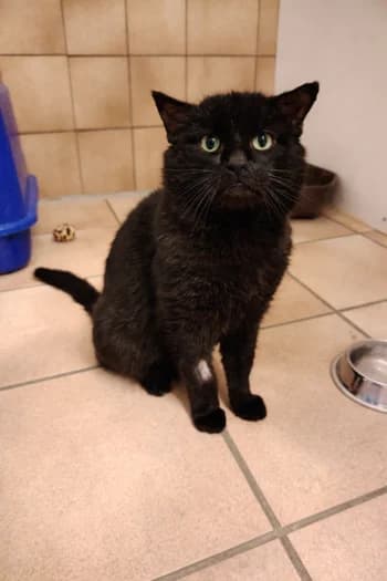 Baton, Mixed Breed for adoption at Kreistierschutzverein Heidenheim, Heidenheim an der Brenz