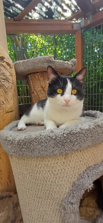 Becks, Mixed Breed for adoption at Kreistierschutzverein Heidenheim, Heidenheim an der Brenz