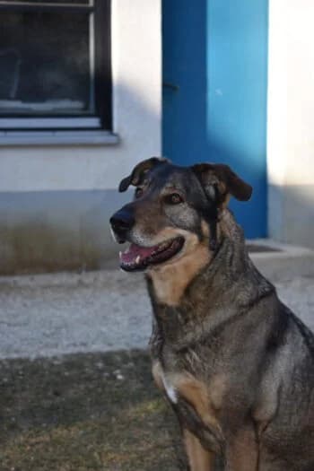 Diego, Mixed Breed for adoption at Kreistierschutzverein Heidenheim, Heidenheim an der Brenz