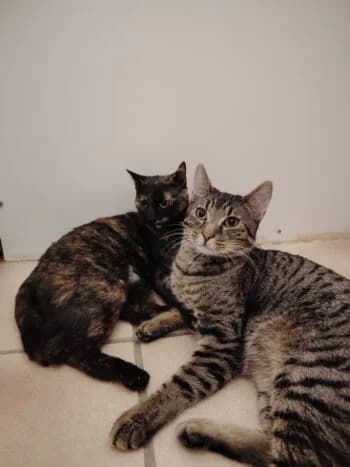Doug und Carrie, Mixed Breed for adoption at Kreistierschutzverein Heidenheim, Heidenheim an der Brenz