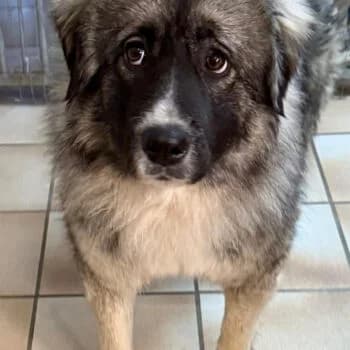 Hazel, Mixed Breed for adoption at Kreistierschutzverein Heidenheim, Heidenheim an der Brenz