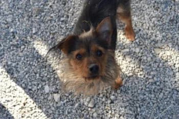 Kiko, Mixed Breed for adoption at Kreistierschutzverein Heidenheim, Heidenheim an der Brenz