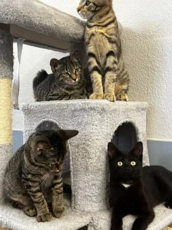 Kitten 2026, Mixed Breed for adoption at Kreistierschutzverein Heidenheim, Heidenheim an der Brenz