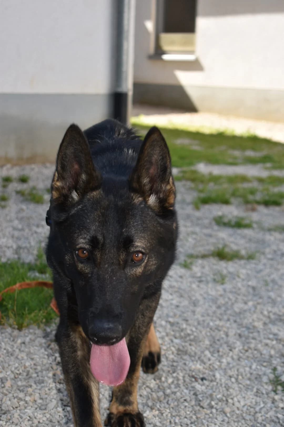 Konrad, Mixed Breed for adoption at Kreistierschutzverein Heidenheim, Heidenheim an der Brenz