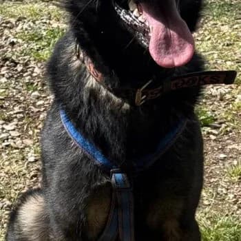 Konrad, Mixed Breed for adoption at Kreistierschutzverein Heidenheim, Heidenheim an der Brenz