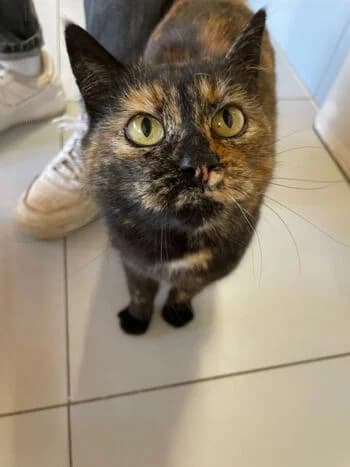 Mabel, Mixed Breed for adoption at Kreistierschutzverein Heidenheim, Heidenheim an der Brenz