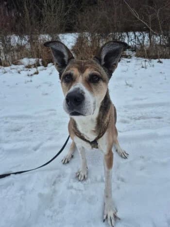 Mia, Mixed Breed for adoption at Kreistierschutzverein Heidenheim, Heidenheim an der Brenz