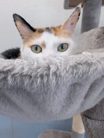 Micika, Mixed Breed for adoption at Kreistierschutzverein Heidenheim, Heidenheim an der Brenz