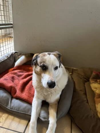 Mogli, Mixed Breed for adoption at Kreistierschutzverein Heidenheim, Heidenheim an der Brenz