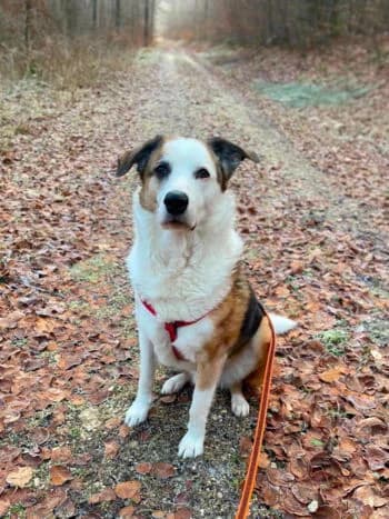 Mogli, Mixed Breed for adoption at Kreistierschutzverein Heidenheim, Heidenheim an der Brenz