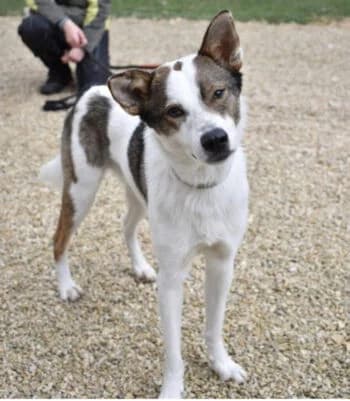 Oreo, Mixed Breed for adoption at Kreistierschutzverein Heidenheim, Heidenheim an der Brenz