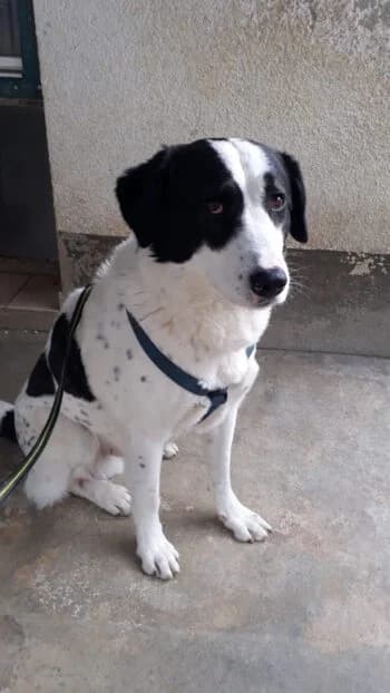 Rocky, Mixed Breed for adoption at Kreistierschutzverein Heidenheim, Heidenheim an der Brenz