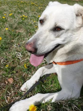 Sila, Mixed Breed for adoption at Kreistierschutzverein Heidenheim, Heidenheim an der Brenz
