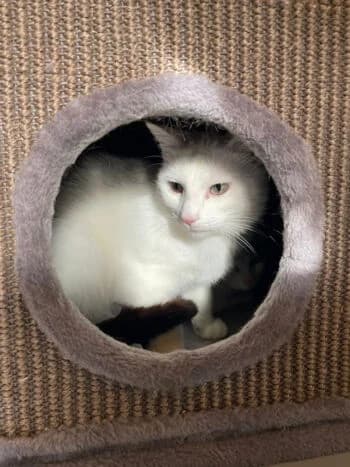 Snoopy, Mixed Breed for adoption at Kreistierschutzverein Heidenheim, Heidenheim an der Brenz