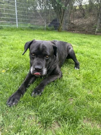 Tyson, Mixed Breed for adoption at Kreistierschutzverein Heidenheim, Heidenheim an der Brenz