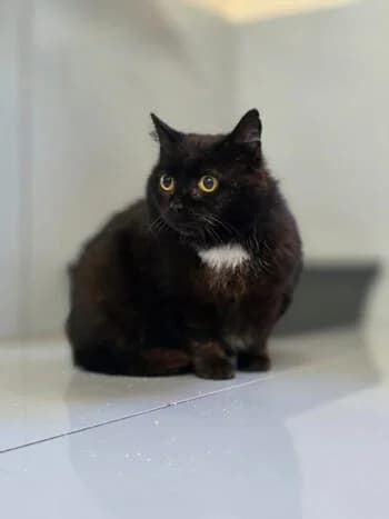 Uma, Mixed Breed for adoption at Kreistierschutzverein Heidenheim, Heidenheim an der Brenz