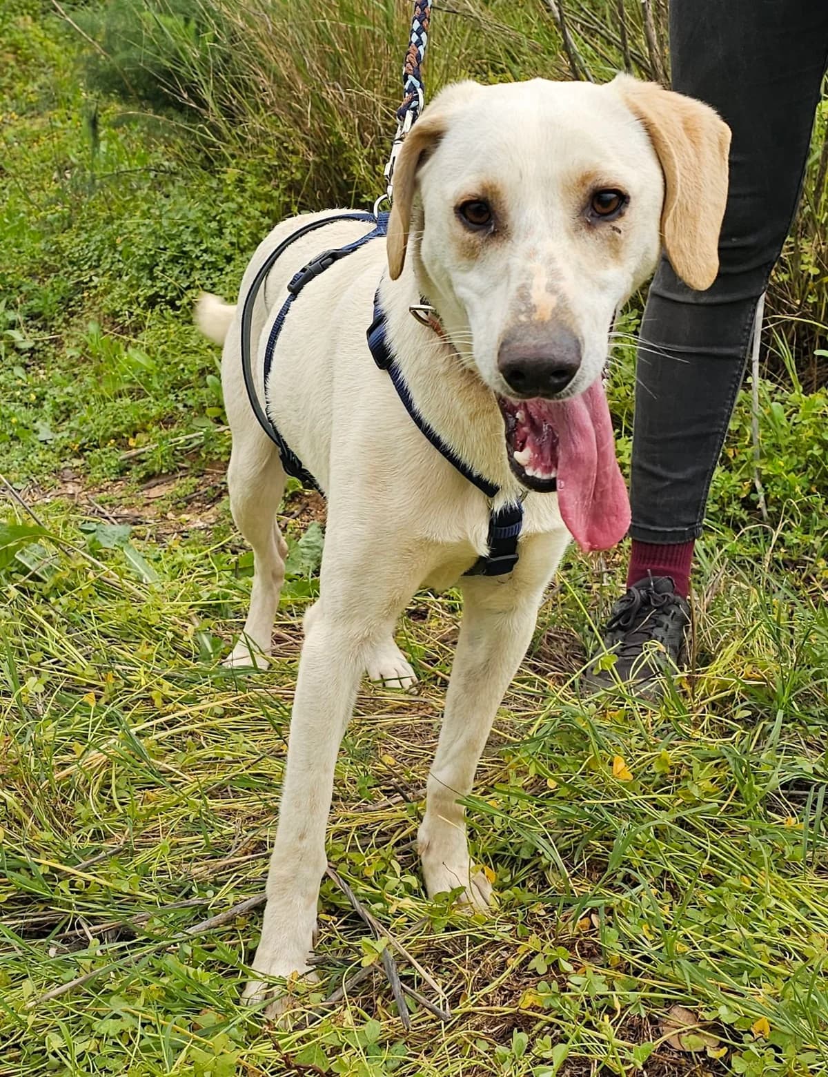 Achilleas, male puppy Mixed Breed for adoption at Kreta Hunde (Tierschutz Heraklion)
