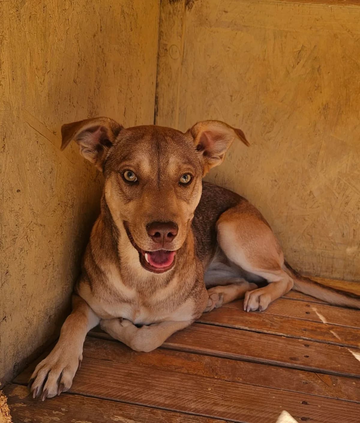 Aria, female puppy Mixed Breed for adoption at Kreta Hunde (Tierschutz Heraklion)