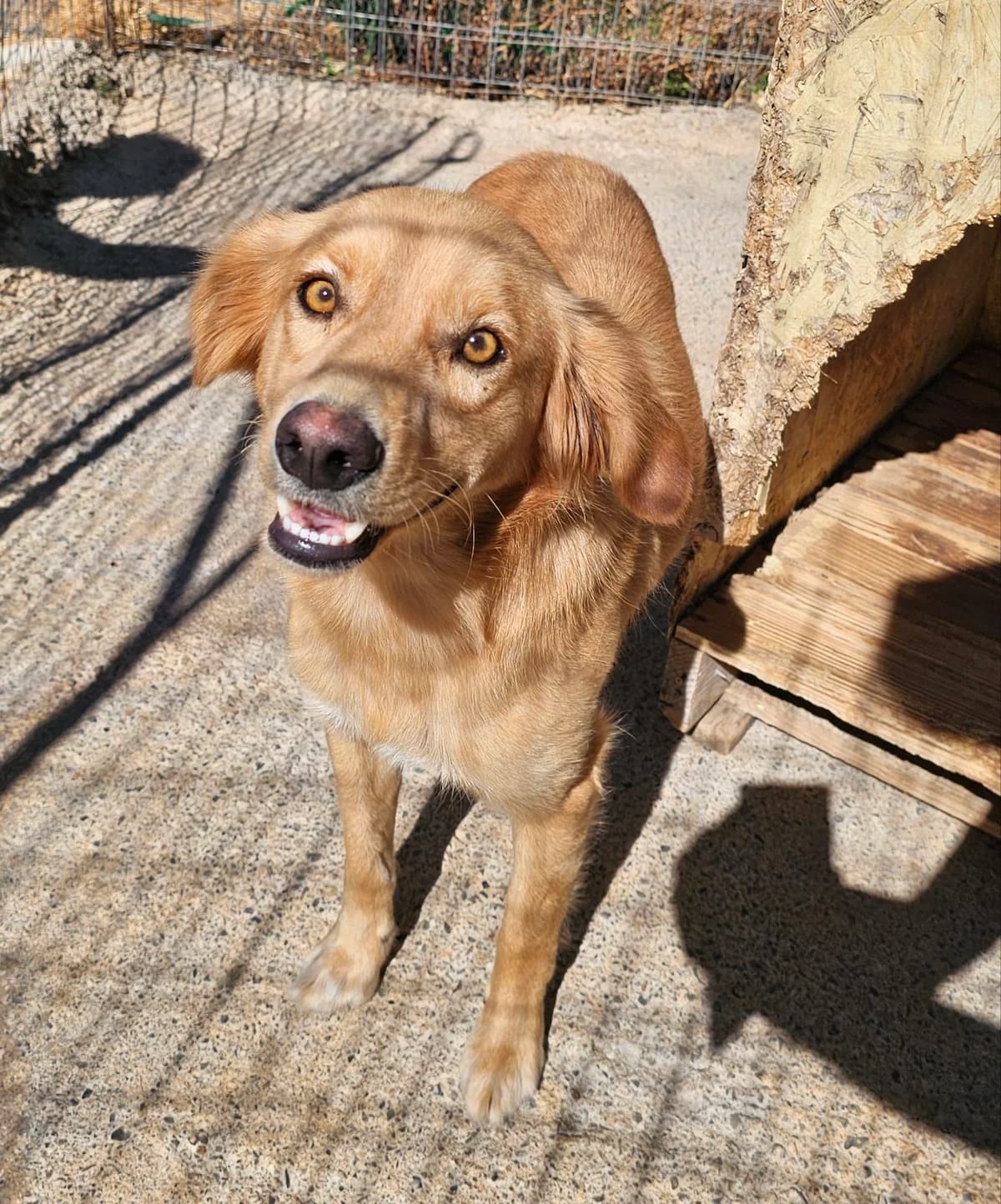 Boubie, male puppy Mixed Breed for adoption at Kreta Hunde (Tierschutz Heraklion)