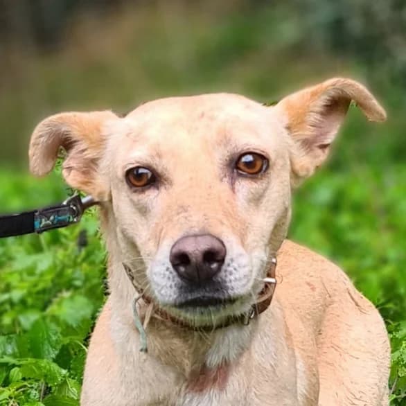 Caramella, senior Mixed Breed for adoption at Kreta Hunde (Tierschutz Heraklion)