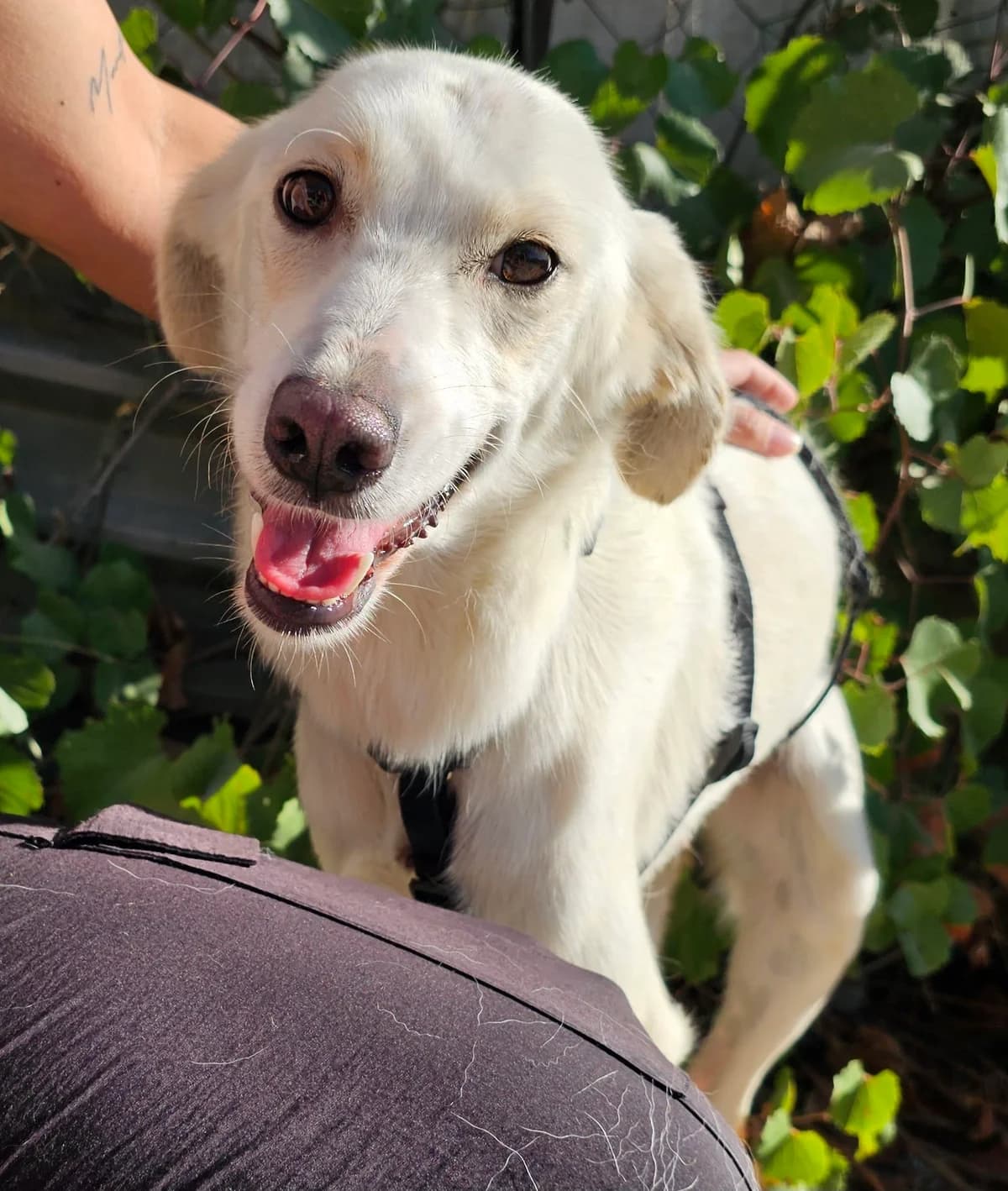 Chloe, female young Mixed Breed for adoption at Kreta Hunde (Tierschutz Heraklion)