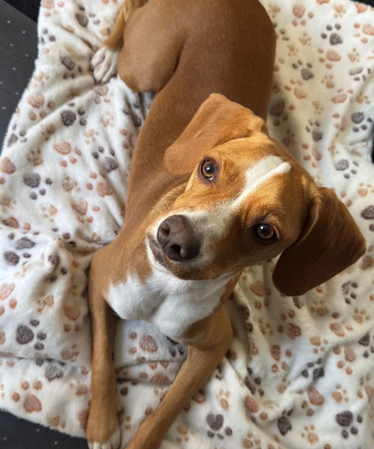 Haden, male young Mixed Breed for adoption at Kreta Hunde (Tierschutz Heraklion)