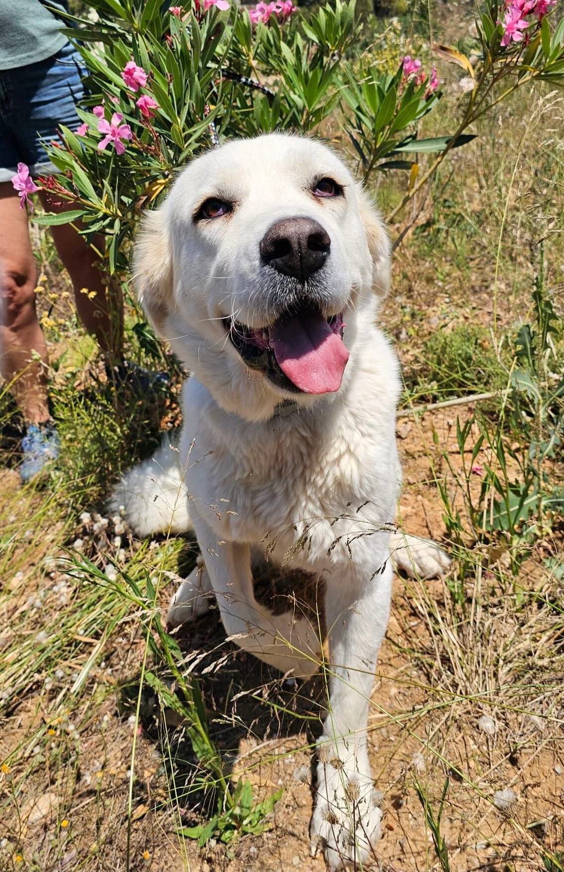 Hionati, female 3yo Mixed Breed for adoption at Kreta Hunde (Tierschutz Heraklion)