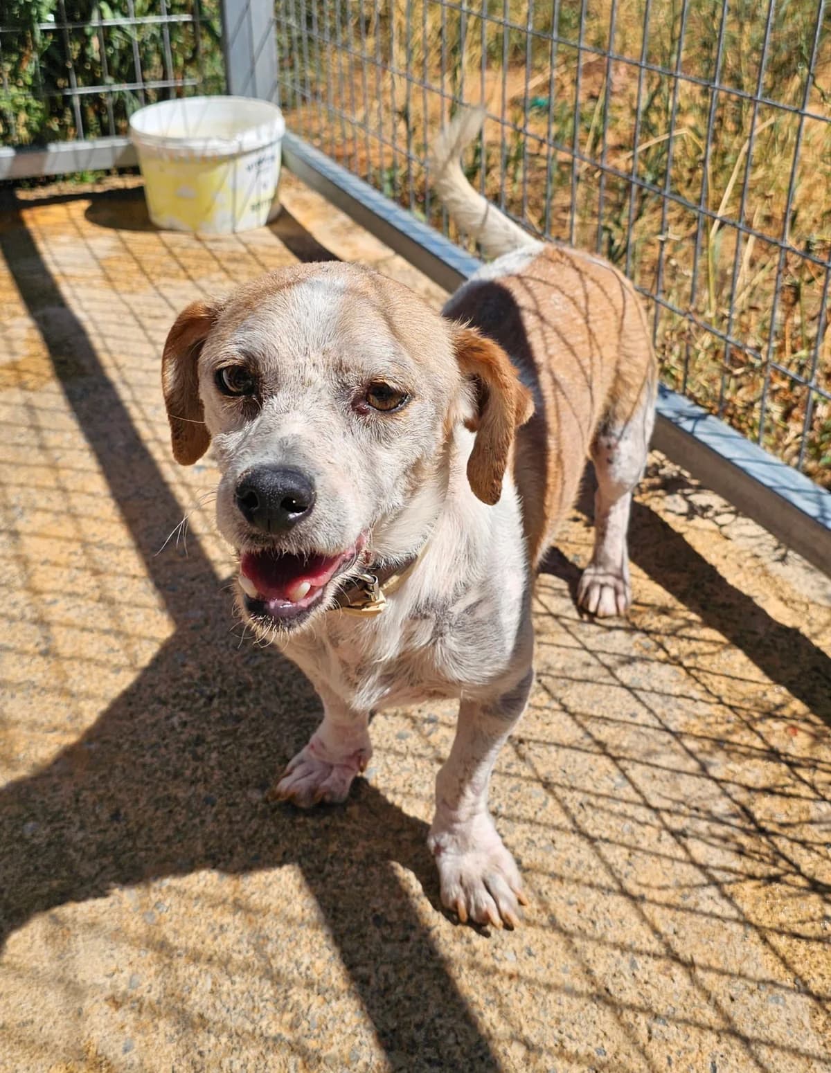 Jorgos, male puppy Mixed Breed for adoption at Kreta Hunde (Tierschutz Heraklion)