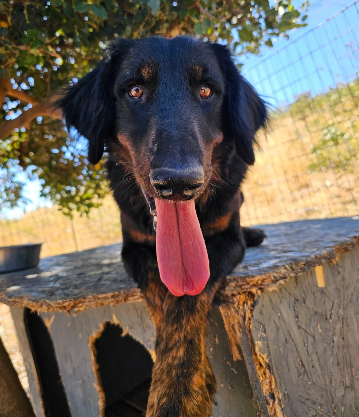 Kalogeros, male puppy mixed breed for adoption at Kreta Hunde (Tierschutz Heraklion)