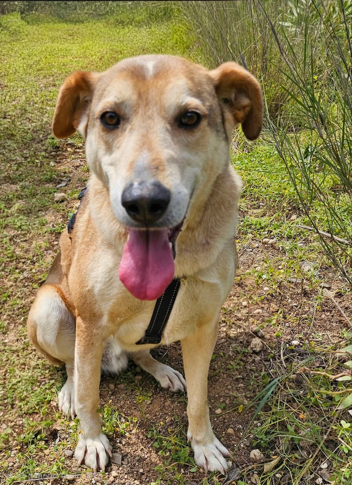 Kanellos, male puppy Mixed Breed for adoption at Kreta Hunde (Tierschutz Heraklion)
