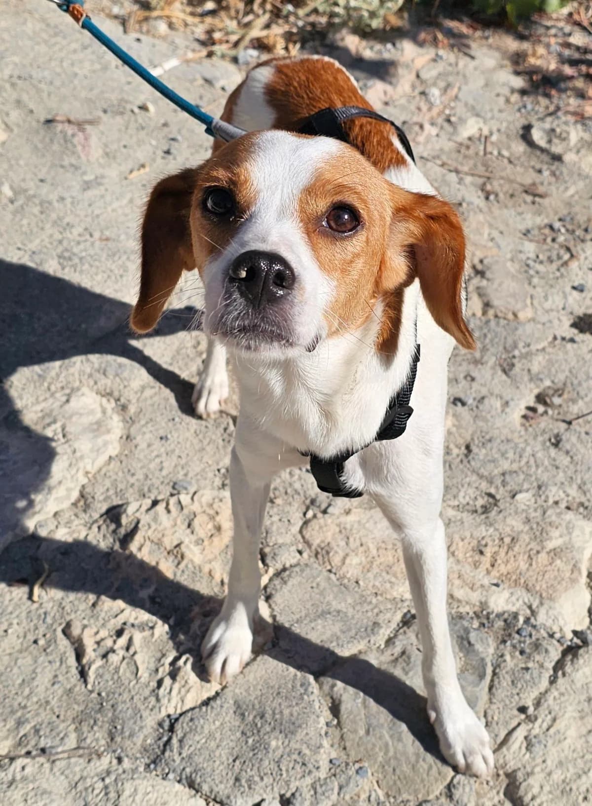 Kimberly, female young Mixed Breed for adoption at Kreta Hunde (Tierschutz Heraklion)