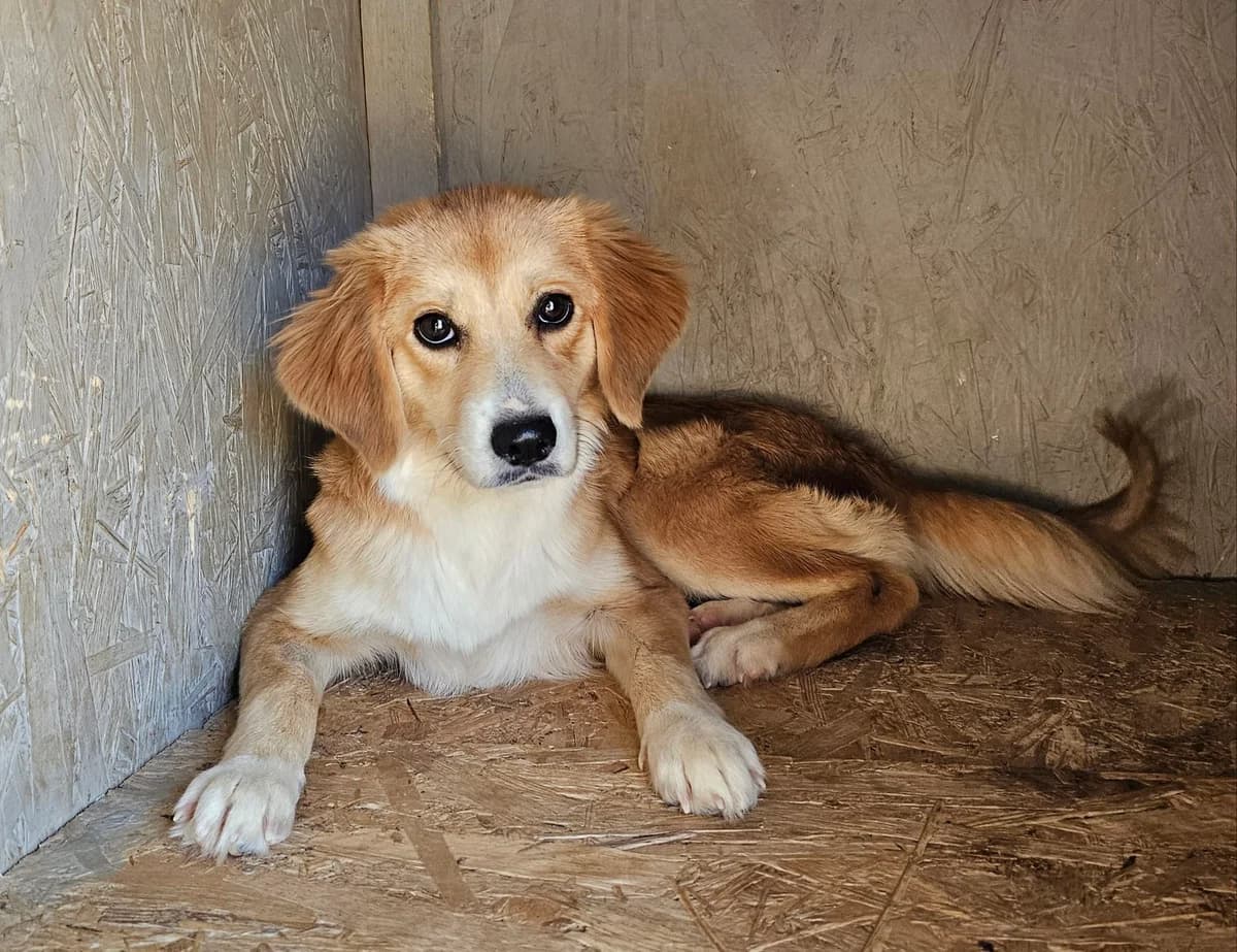 Lucy, female puppy Mixed Breed for adoption at Kreta Hunde (Tierschutz Heraklion)