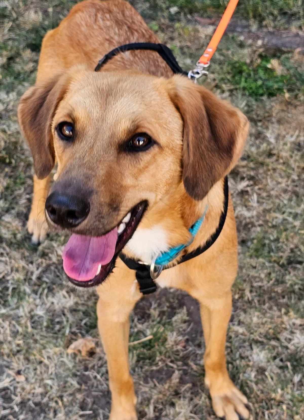 Marla, female young Mixed Breed for adoption at Kreta Hunde (Tierschutz Heraklion)