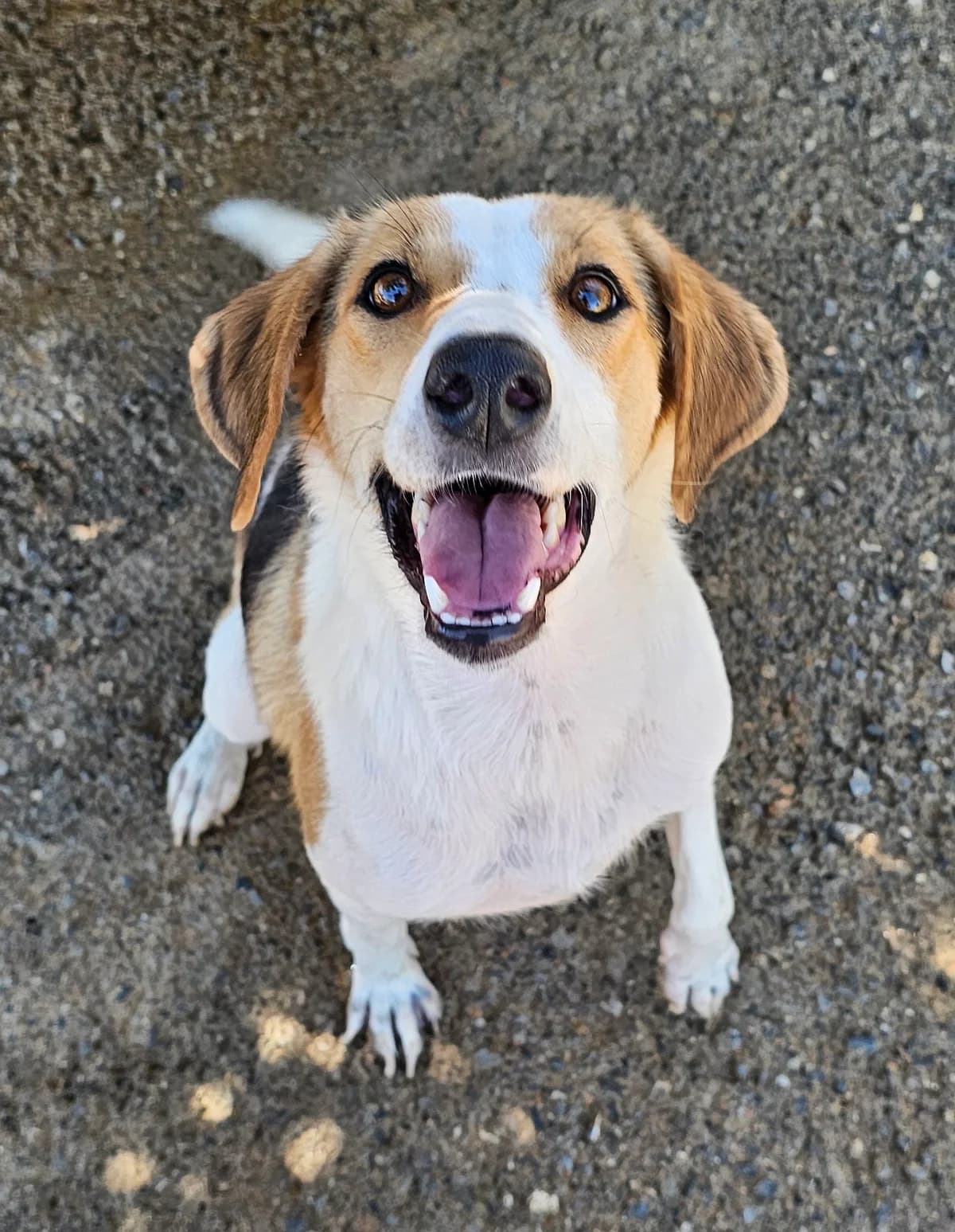 Mirela, female young Mixed Breed for adoption at Kreta Hunde (Tierschutz Heraklion)