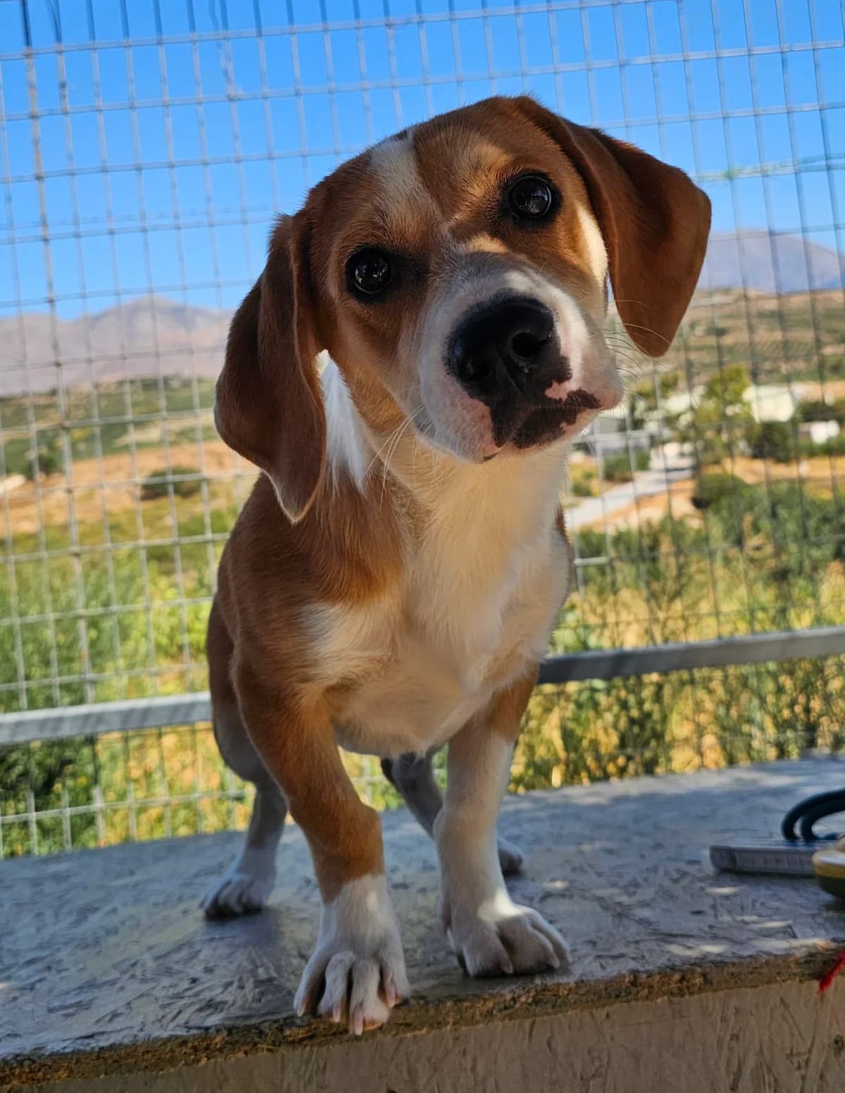 Roger, male puppy Mixed Breed for adoption at Kreta Hunde (Tierschutz Heraklion)