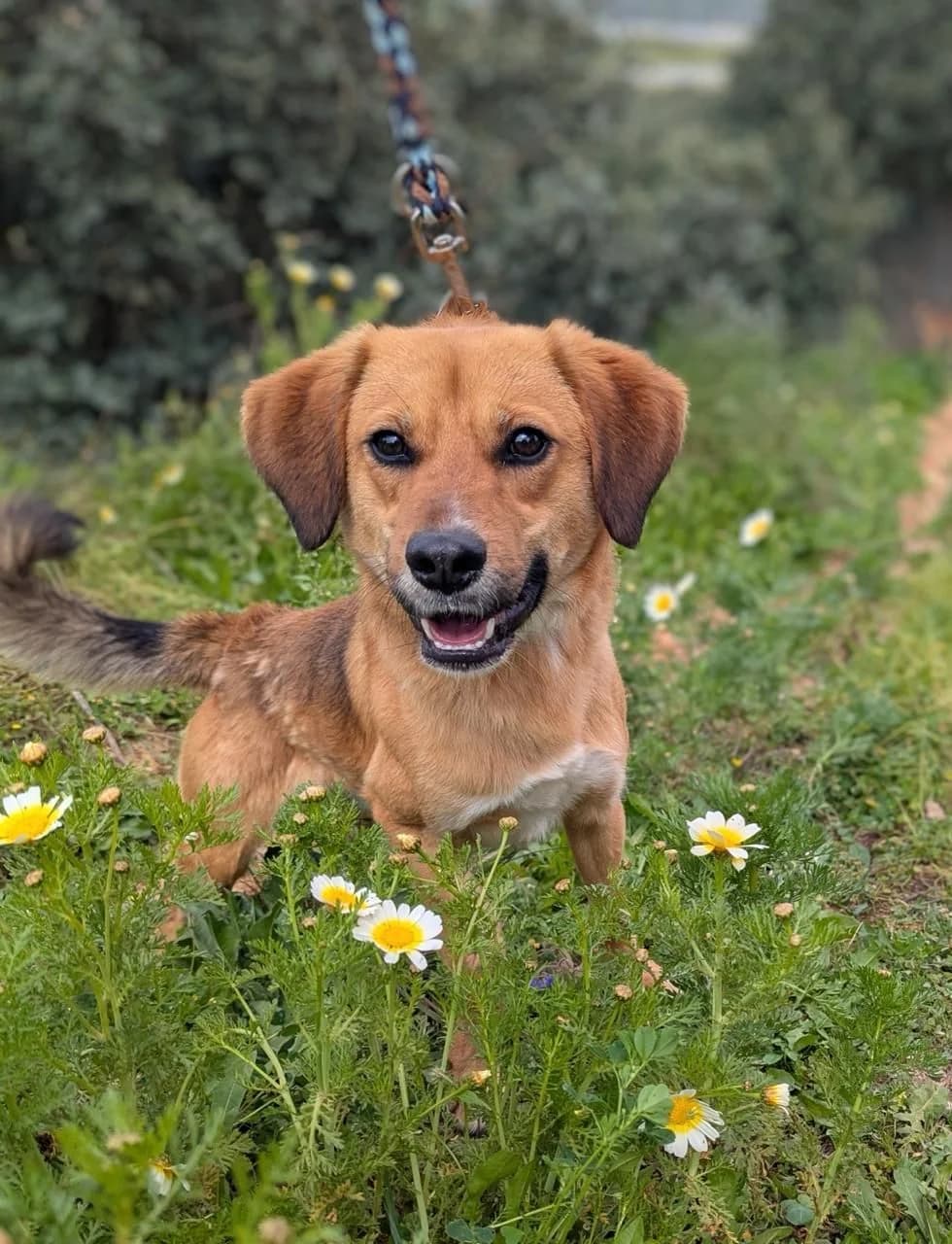 Sisamakis, male young Mixed Breed for adoption at Kreta Hunde (Tierschutz Heraklion)