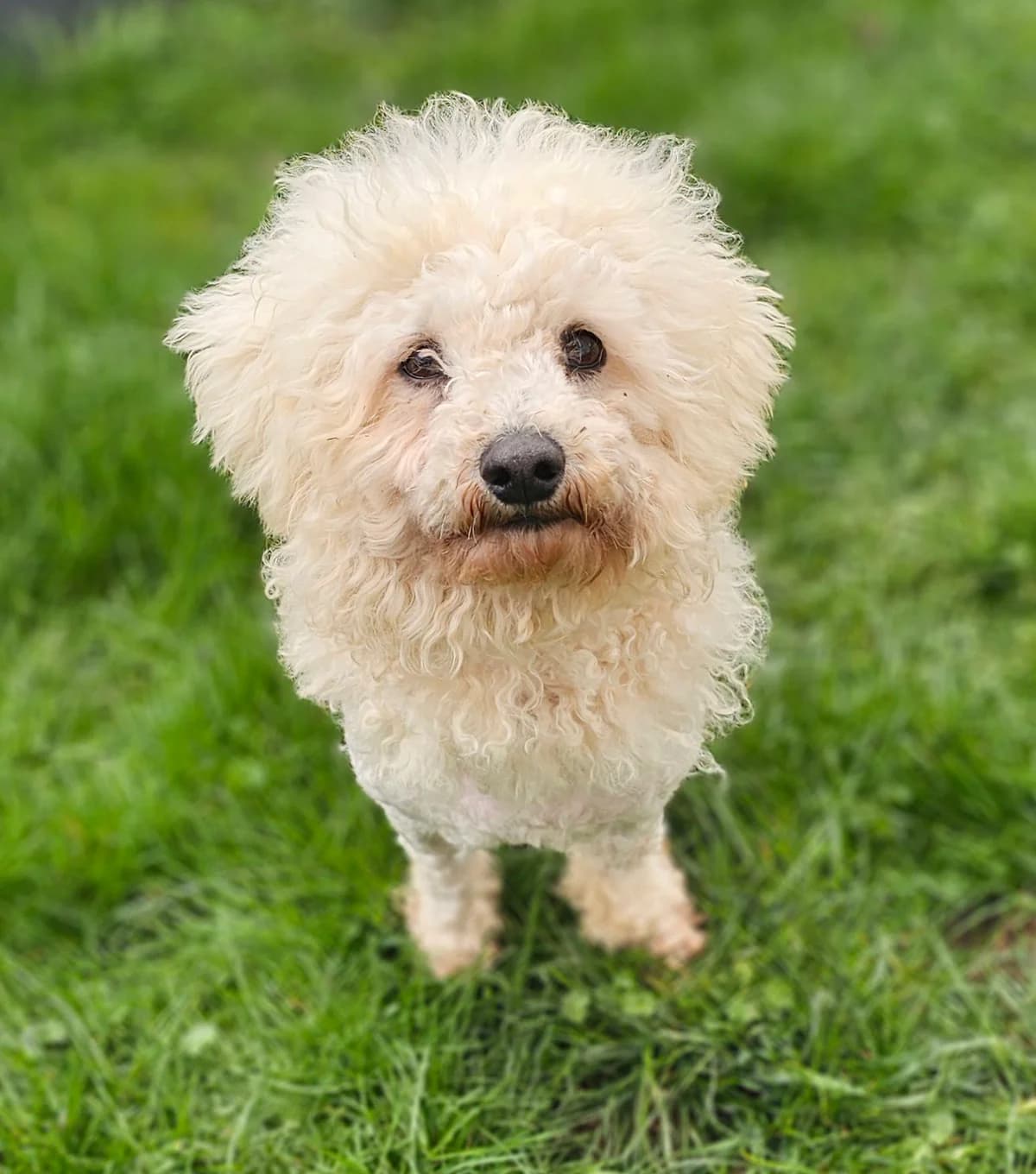 Spithas, male puppy Mixed Breed for adoption at Kreta Hunde (Tierschutz Heraklion)