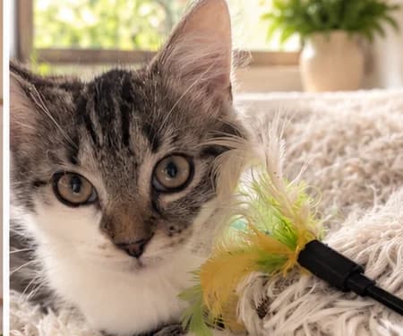 Bob & Elsa, puppy Mixed Breed for adoption at Kuscheldie Katz, Panketal