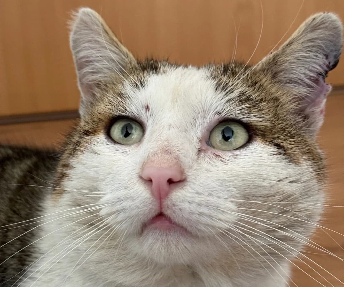Bodo, male Mixed Breed for adoption at Kuscheldie Katz, Panketal
