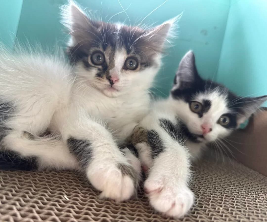 Bonnie & Clyde, puppy Mixed Breed for adoption at Kuscheldie Katz, Panketal