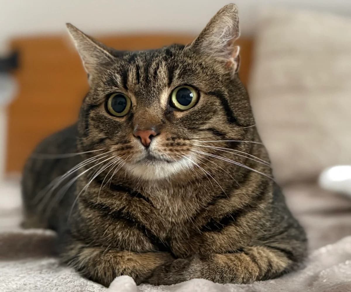 Findus, male 3yo Mixed Breed for adoption at Kuscheldie Katz, Panketal