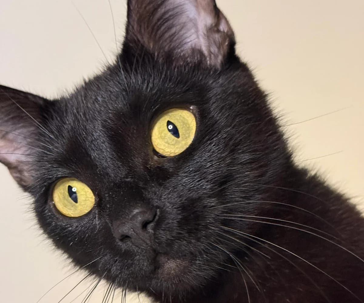 Indira, young Mixed Breed for adoption at Kuscheldie Katz, Panketal