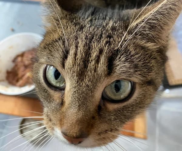 Pepper, female 6yo Mixed Breed for adoption at Kuscheldie Katz, Panketal