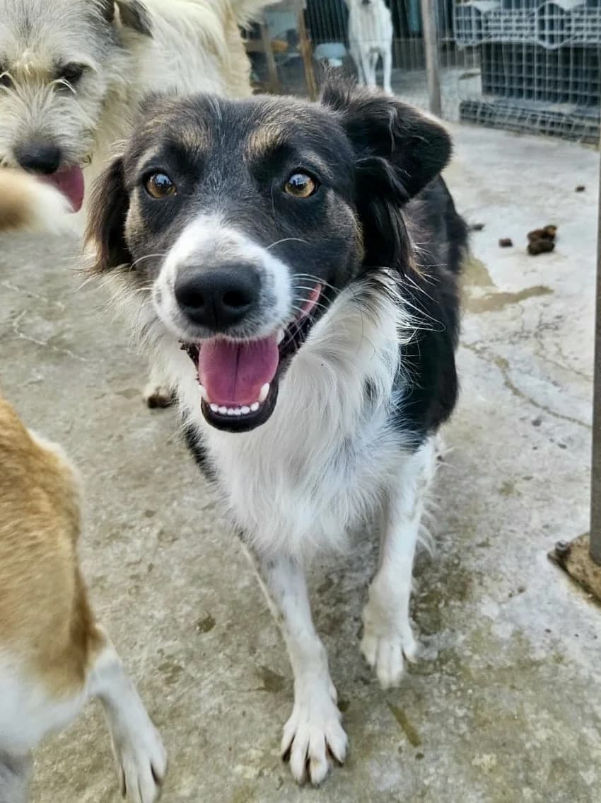 Amy, female 3yo Mixed Breed for adoption at Tierschutzverein Labus Family e.V.