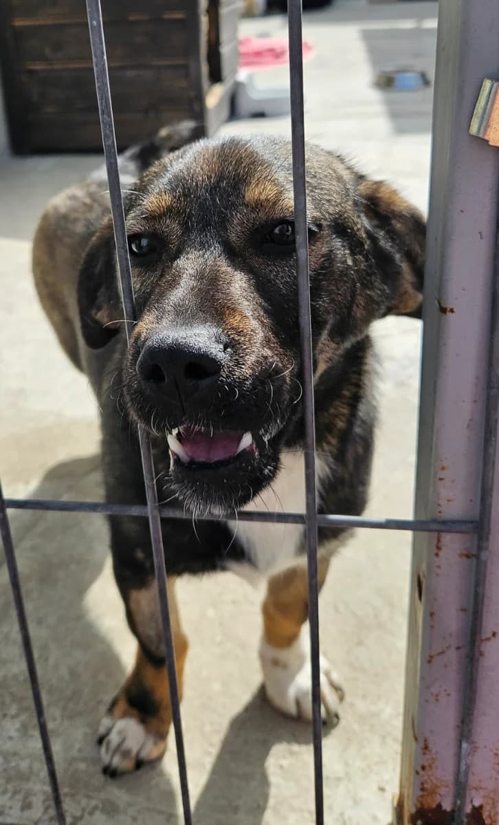 Aurora, female young Mixed Breed for adoption at Tierschutzverein Labus Family e.V.