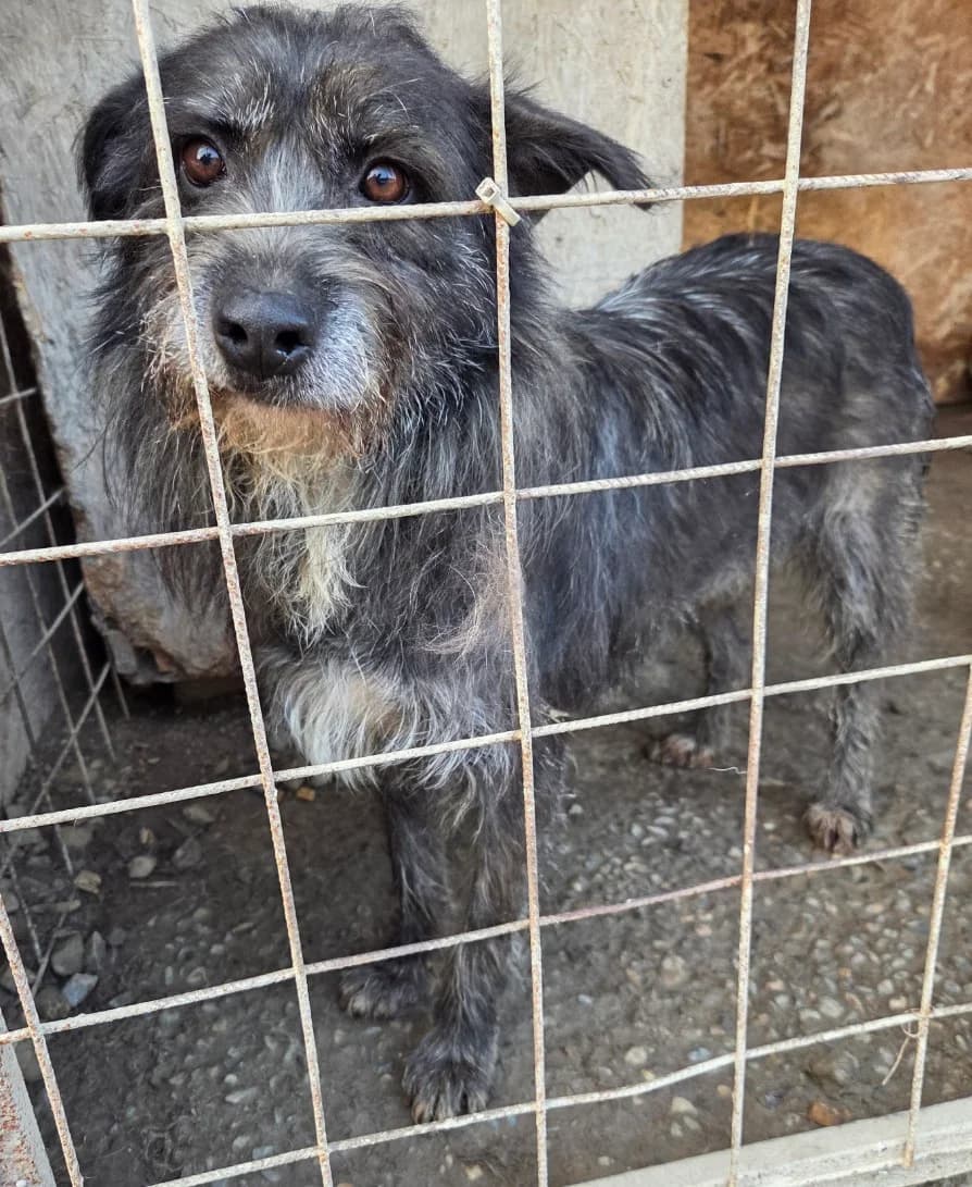 Denver, male 4yo Mixed Breed for adoption at Tierschutzverein Labus Family e.V.