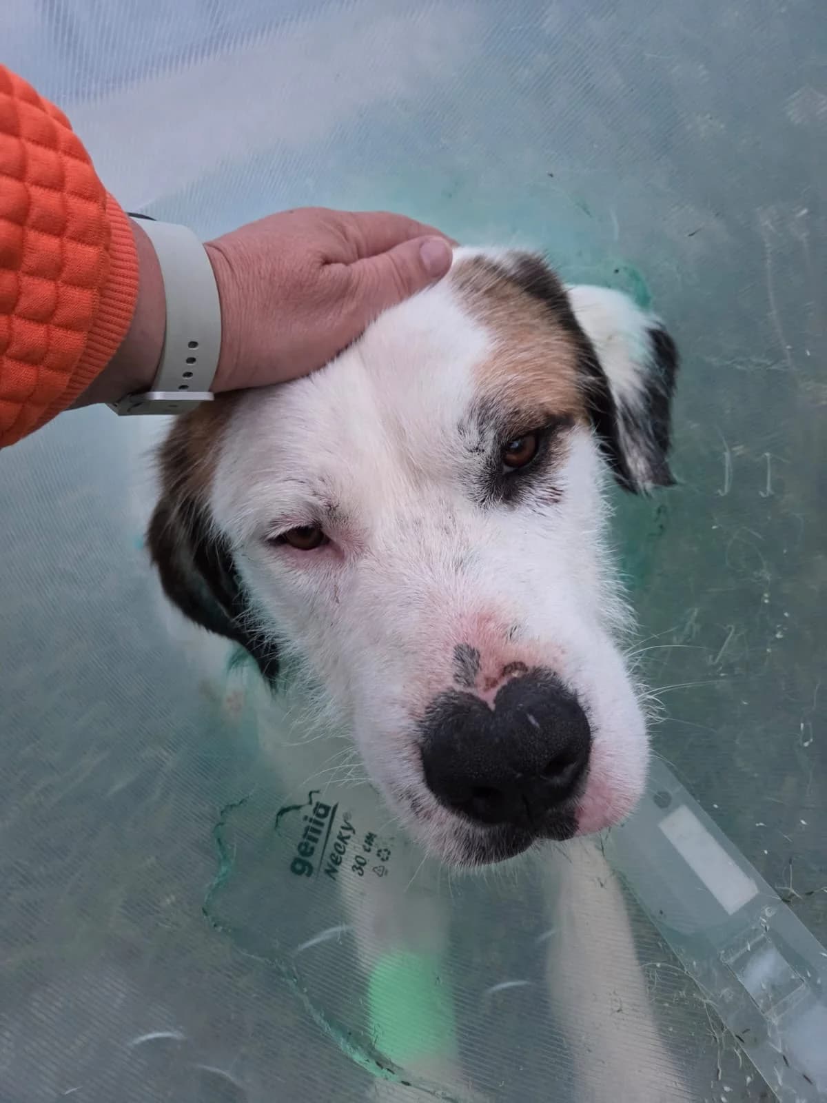 Cosmo, male young Mixed Breed for adoption at Tierschutzverein Labus Family e.V.