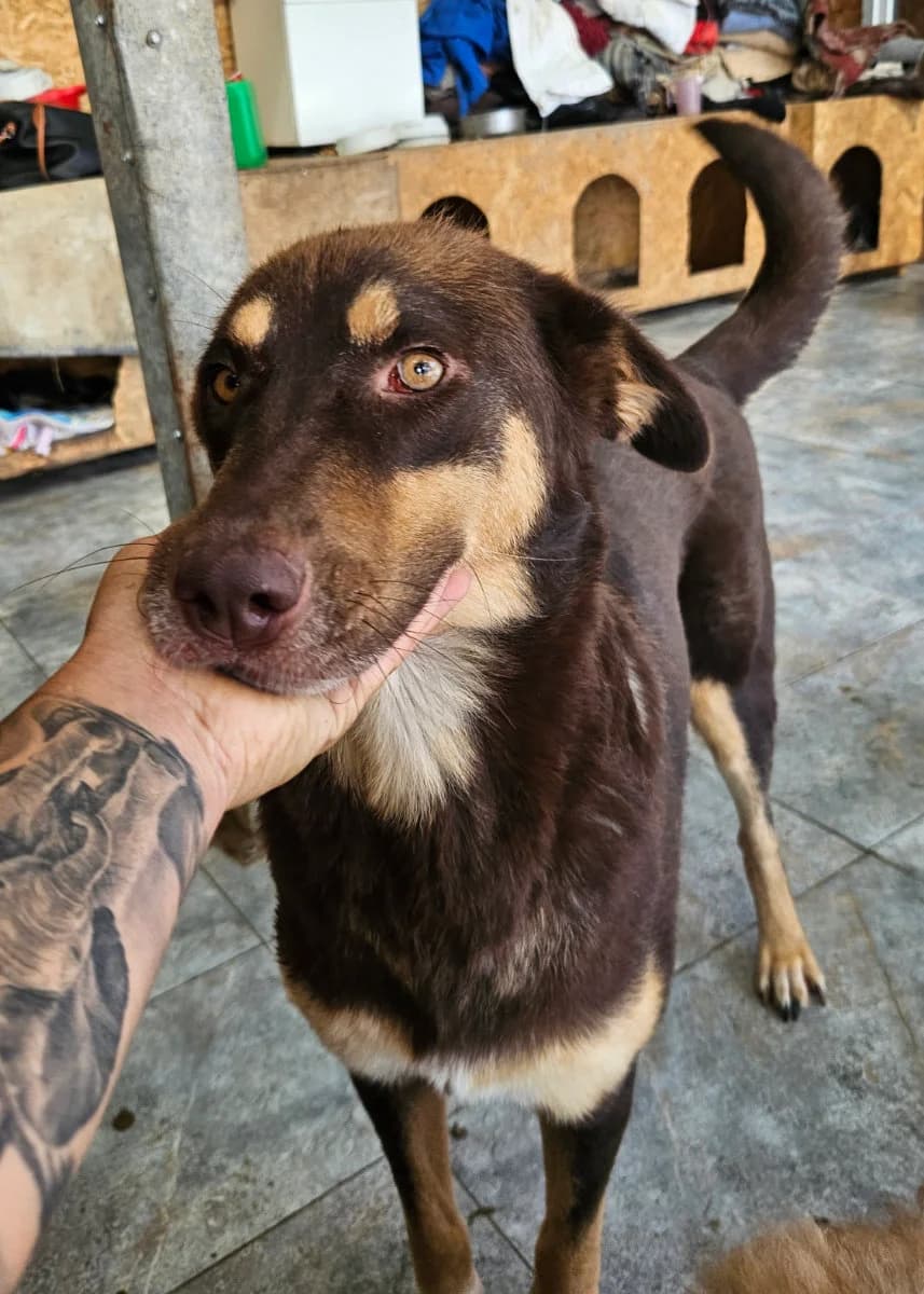 Dina, female 4yo Mixed Breed for adoption at Tierschutzverein Labus Family e.V.