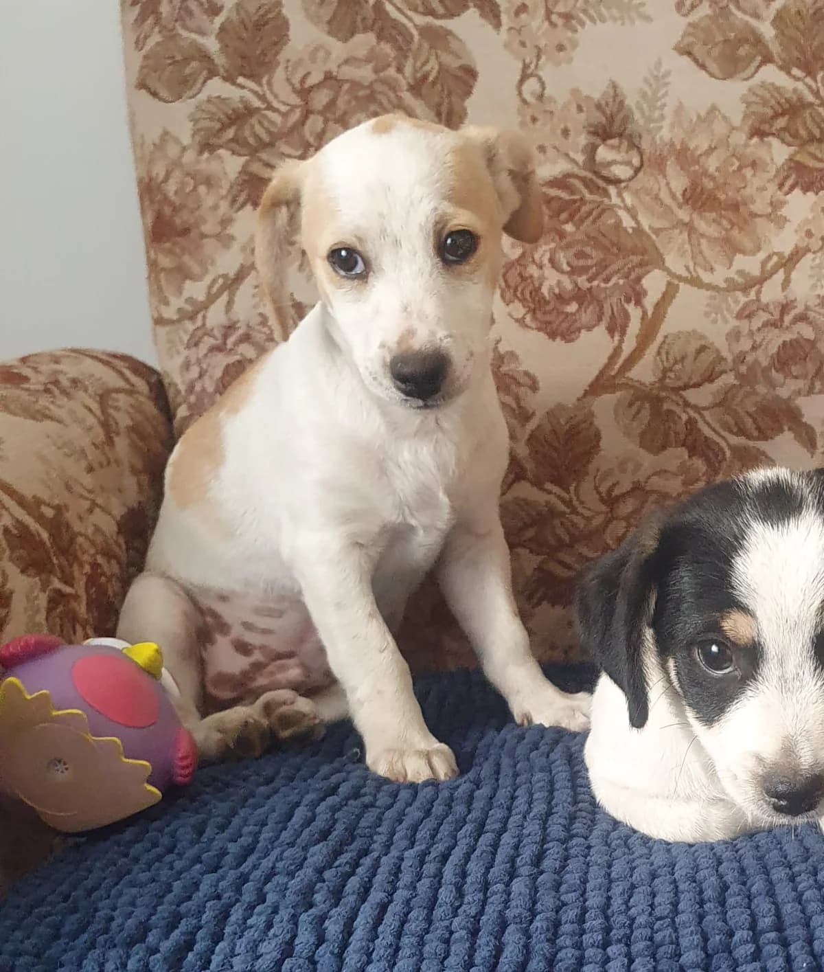 Elio, male puppy Mixed Breed for adoption at Tierschutzverein Labus Family e.V.